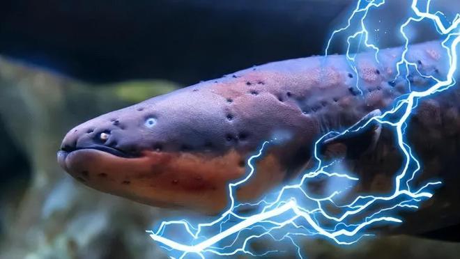 電鰻能電死食人魚嗎_電鰻能電死人嗎_電鰻魚能把人電死嗎
