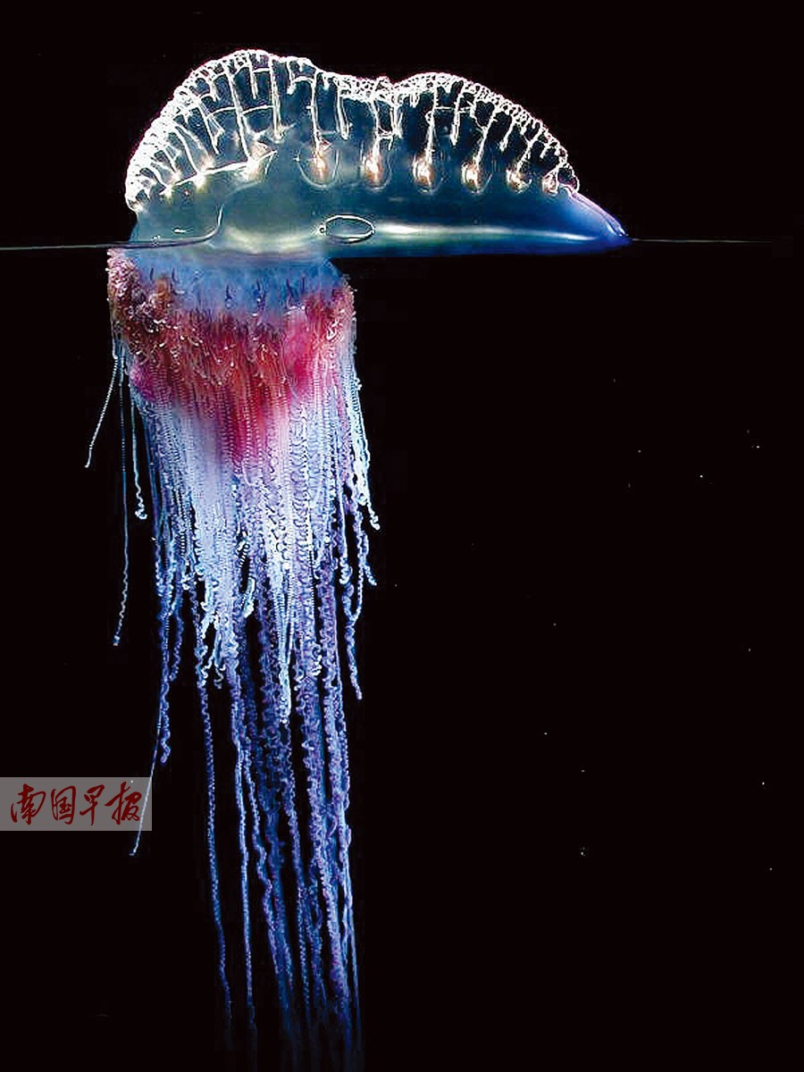 青島現“警惕劇毒僧帽水母”被稱為水中毒蛇
