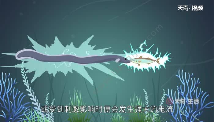 電鰻到底有多危險？釋放的電流強度遠超過知覺