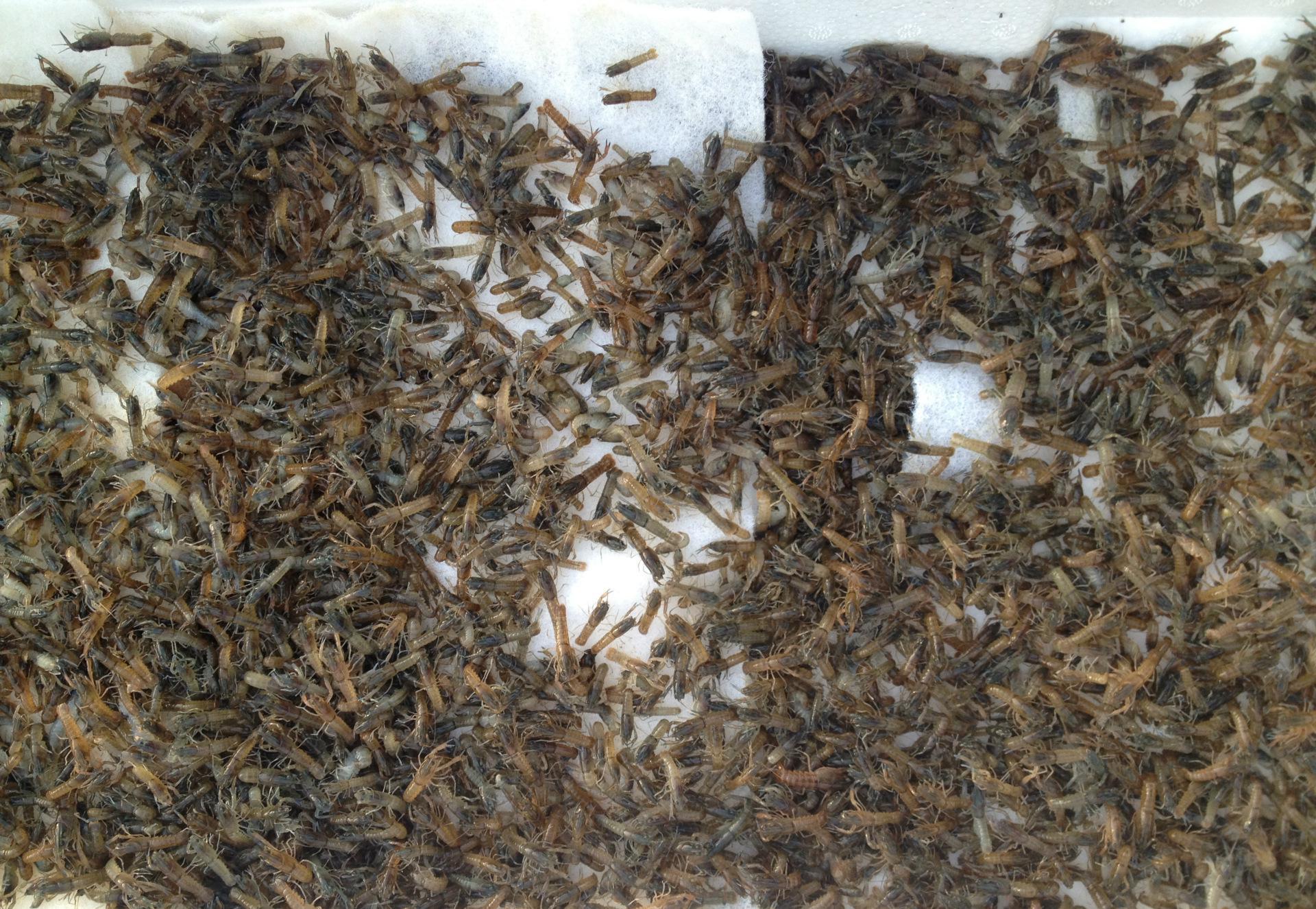養殖龍蝦種苗賺錢嗎？養殖一畝需要多少錢一斤