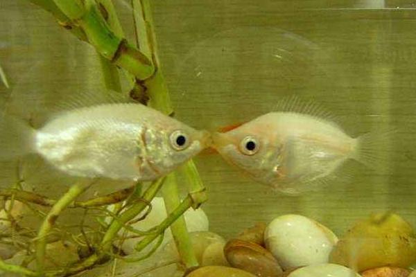 鼠魚金苔鼠_金金苔鼠魚_金苔鼠魚