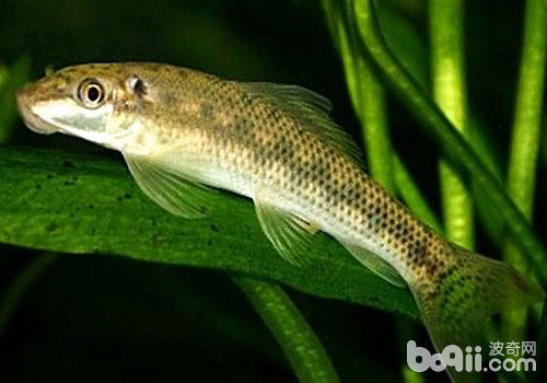 伏牛山金苔鼠好養怎么做？怎么解決？
