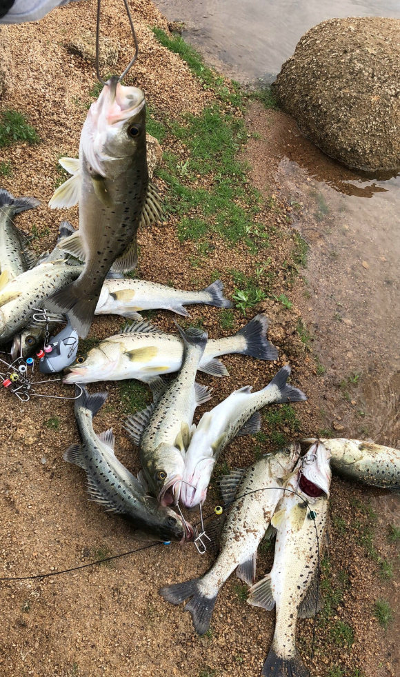 海釣鱸魚_鱸魚海釣季節_鱸魚海釣拉流釣法