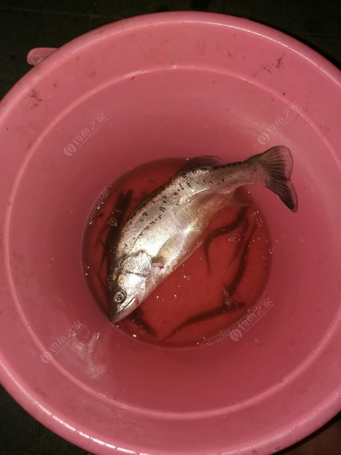 鱸魚海釣季節_鱸魚海釣拉流釣法_海釣鱸魚