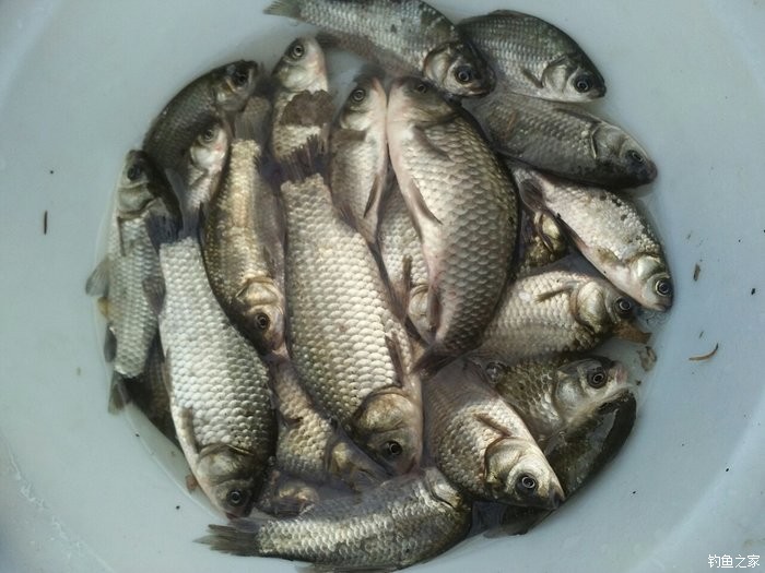 初冬釣鯽魚_釣鯽魚冬季_初冬野釣鯽魚