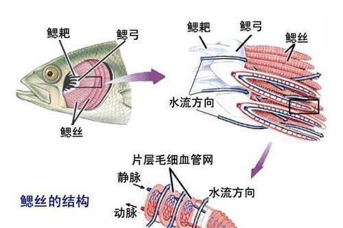 白斑狗魚_白斑狗魚圖片_白斑狗魚產量低的原因