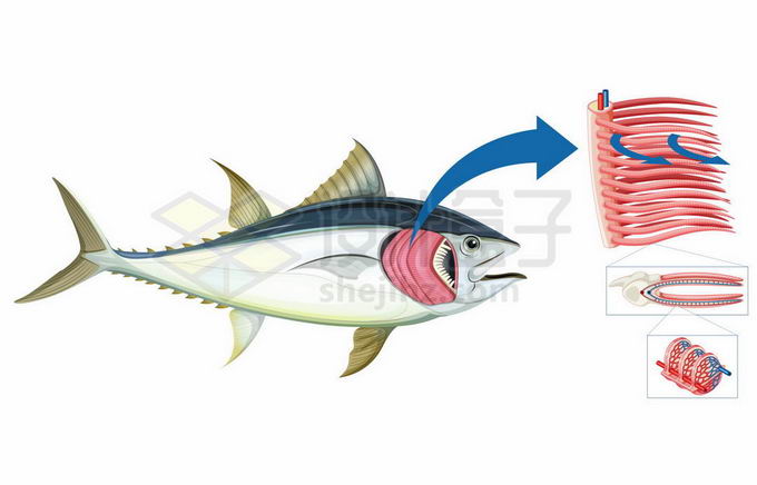 白斑狗魚圖片_白斑狗魚產量低的原因_白斑狗魚