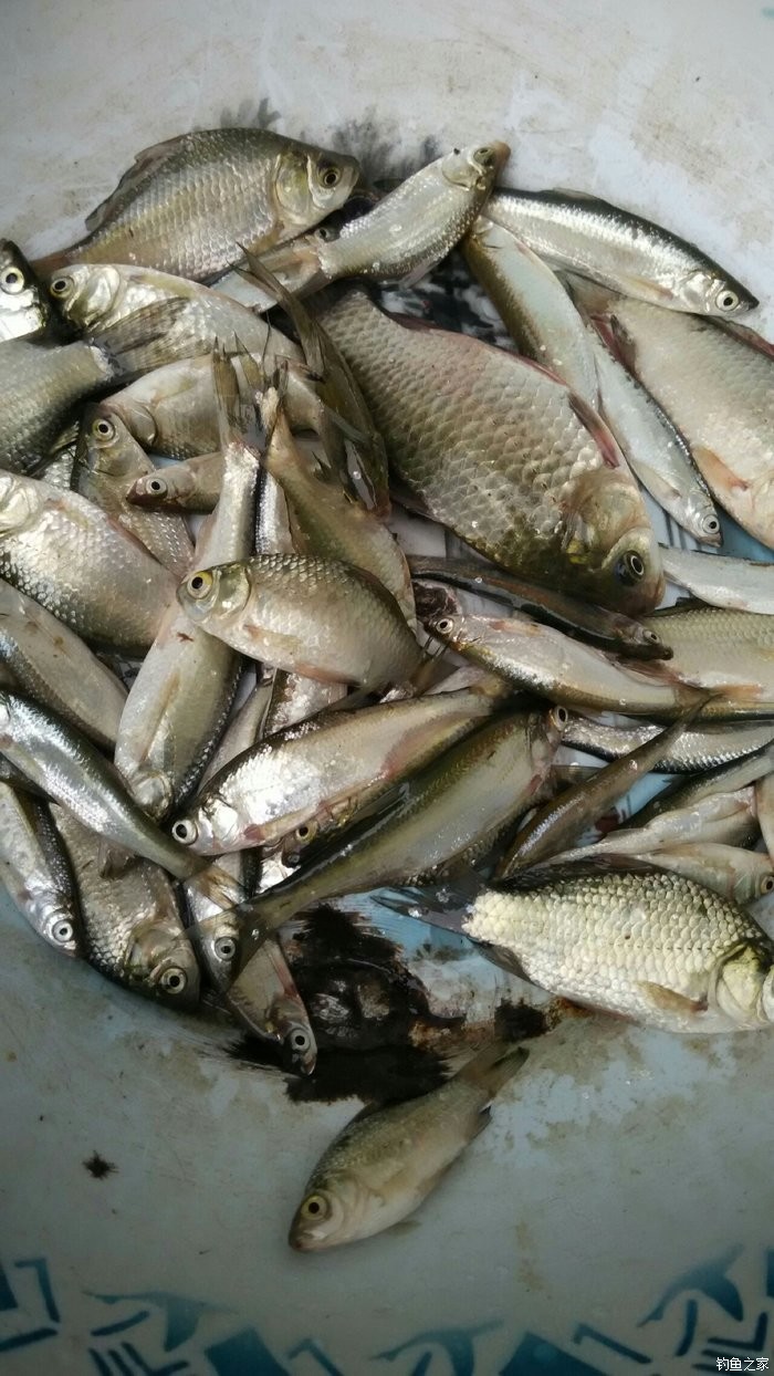 初冬釣鯽魚_初冬釣大鯽魚_初冬釣鯽魚調幾釣幾