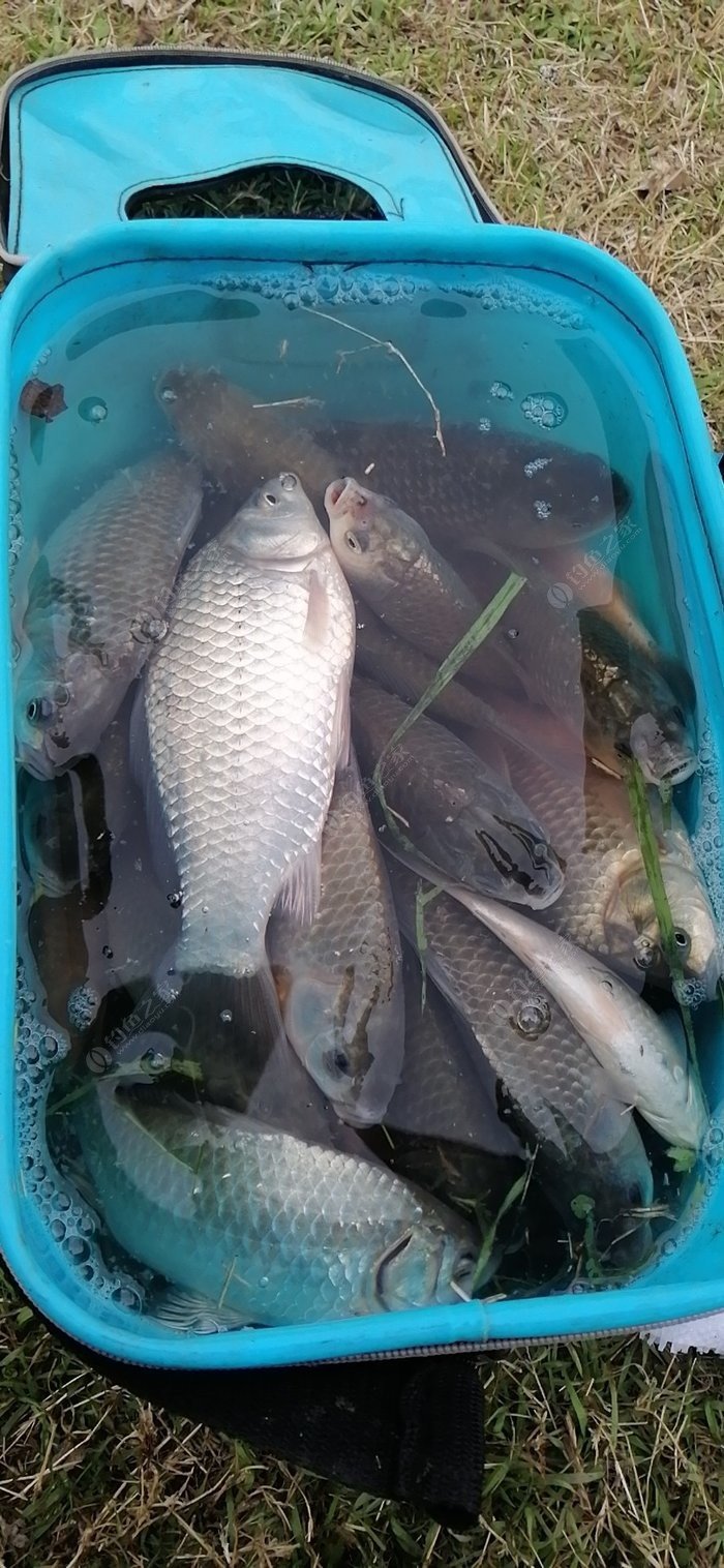 初冬釣大鯽魚_初冬釣鯽魚調幾釣幾_初冬釣鯽魚