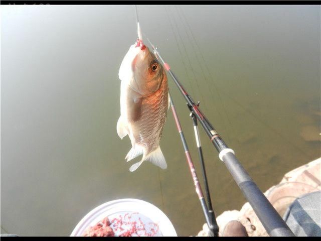釣鯽魚技巧教程_釣鯽魚技巧和方法_釣鯽魚技巧