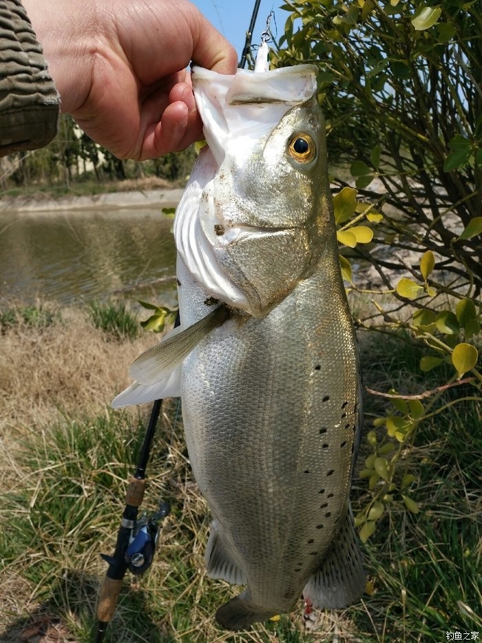 海釣鱸魚技巧_鱸魚海釣_海釣鱸魚釣法
