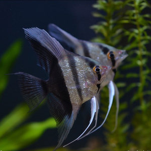 斑馬神仙魚多少錢一條_神仙斑馬混養_斑馬神仙