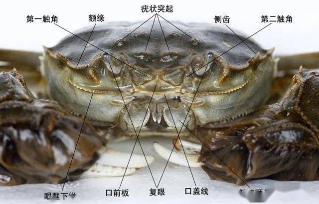 螃蟹是動物嗎百科_螃蟹是什么動物_螃蟹是什么動物類群