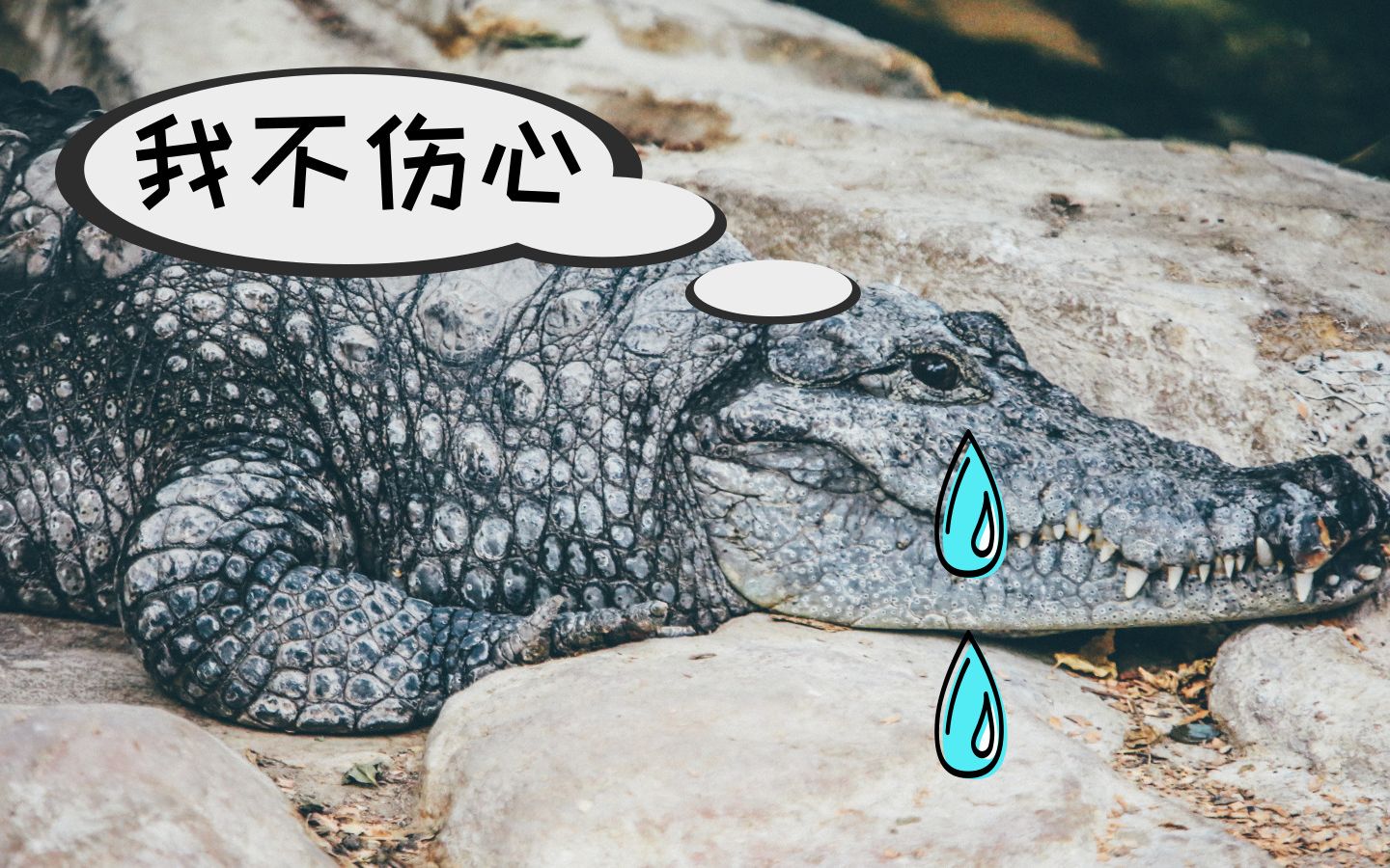 鱷魚眼淚啥意思_鱷魚流眼淚的原因是什么_鱷魚的眼淚