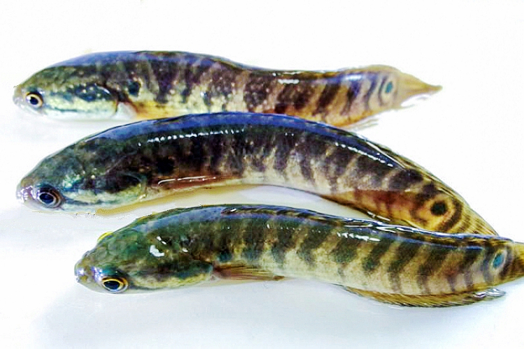 章魚壽命_最長壽的章魚_壽命長的章魚