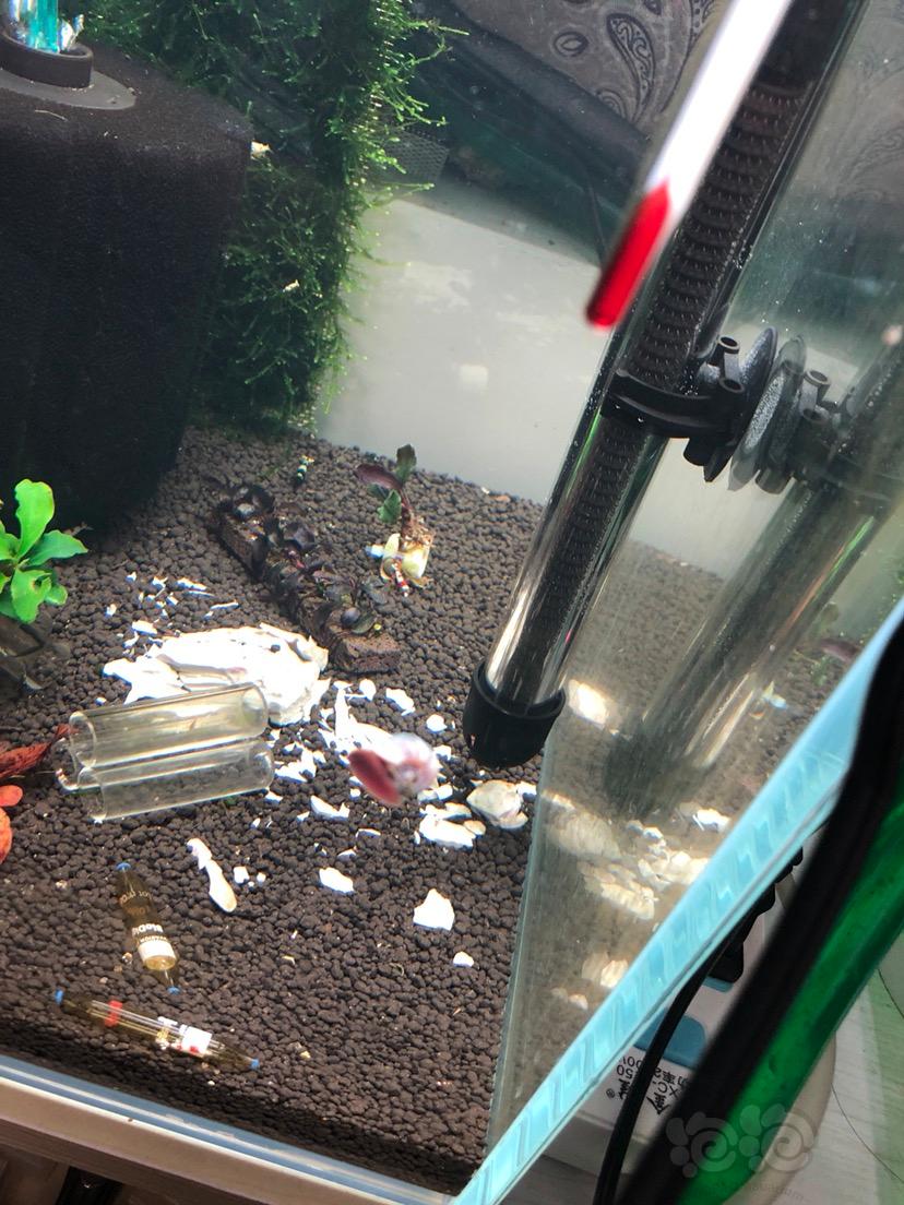 蘋果螺爆缸對魚缸有害嗎_蘋果螺爆缸有什么危害_蘋果螺爆缸
