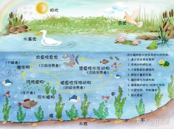 吃黑魚有什么忌諱嗎_吃黑魚好不好_黑魚吃什么食物