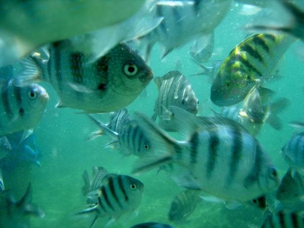 忘魚漁_忘不了魚_忘魚魚