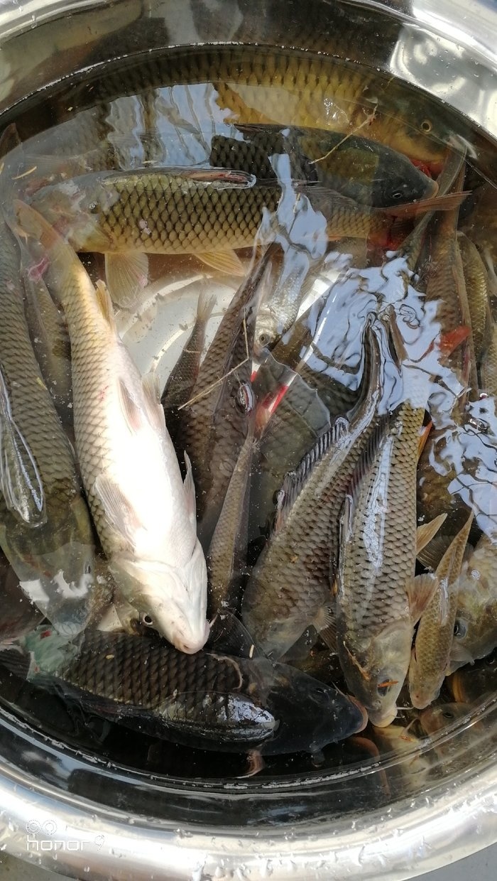 釣鯉魚餌料_釣鯉魚餌料排行榜_冬季大棚釣鯉魚餌料