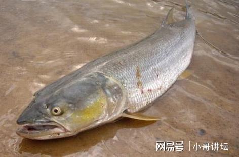 是深海魚嗎_深海魚是什么魚_深海魚是指哪些魚