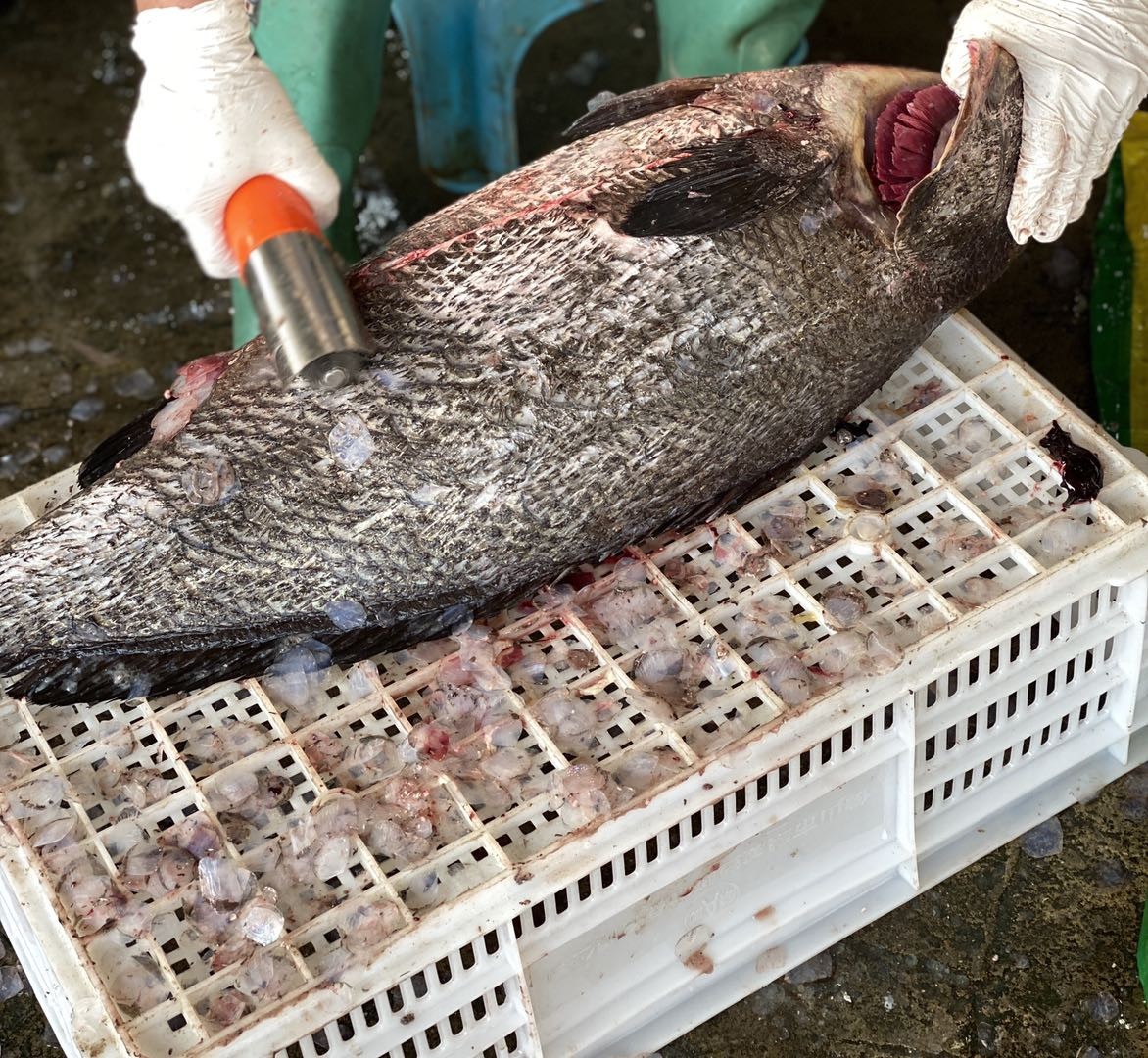 是深海魚嗎_深海魚是指哪些魚_深海魚是什么魚