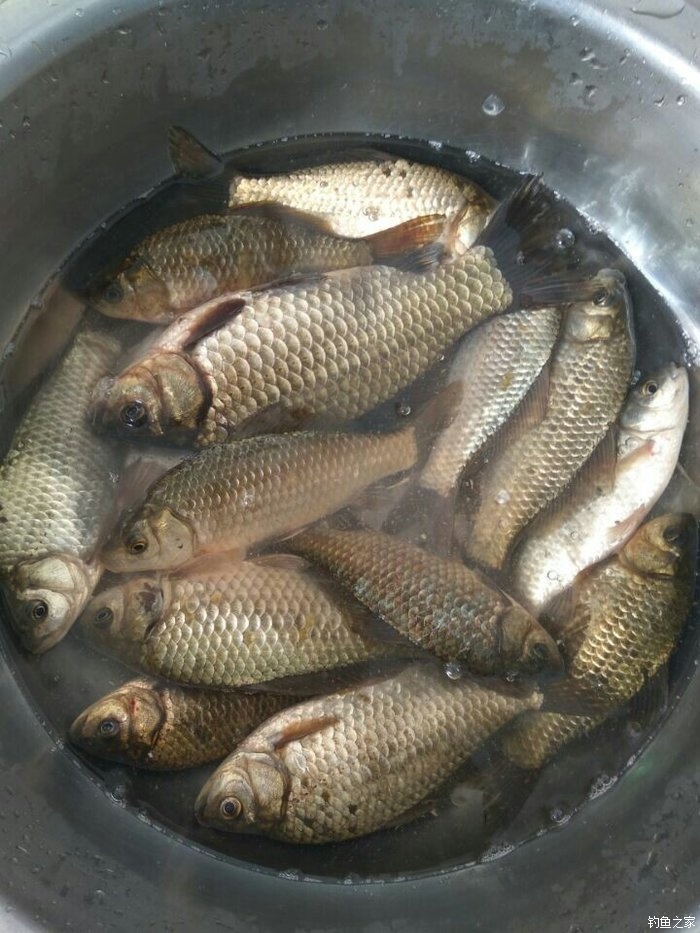 釣水庫鯽魚要多長深竿_水庫釣鯽魚_釣水庫鯽魚用什么餌料