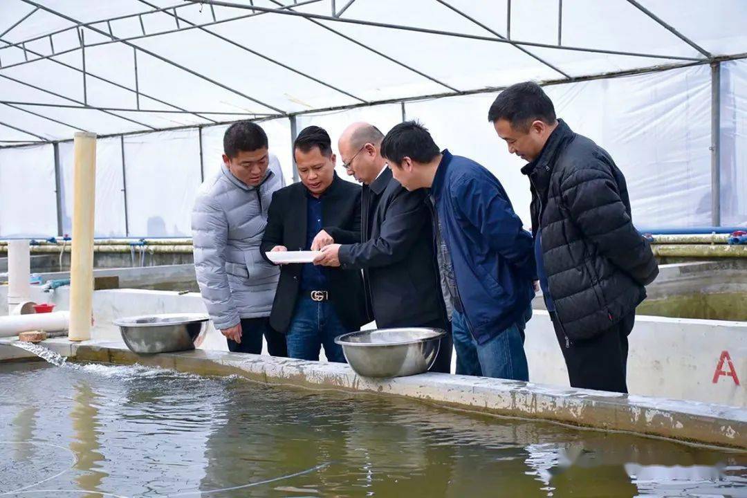 池沼公魚的危害_池沼公魚有什么營養_池沼公魚