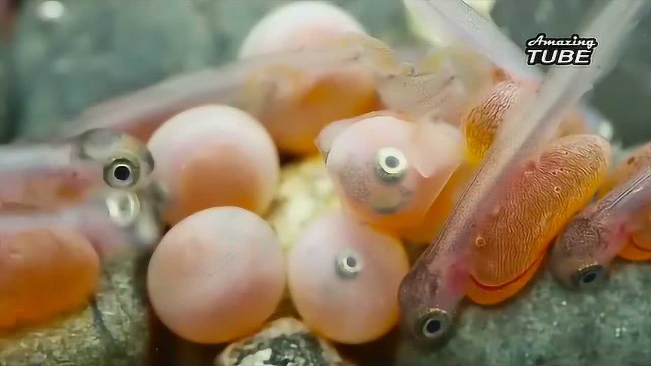夏季池沼公魚怎么釣_池沼公魚有什么營養_池沼公魚