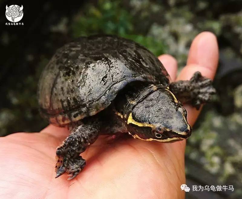 巨頭麝香龜_巨頭麝香龜壽命多長_巨頭麝香龜是深水龜嗎