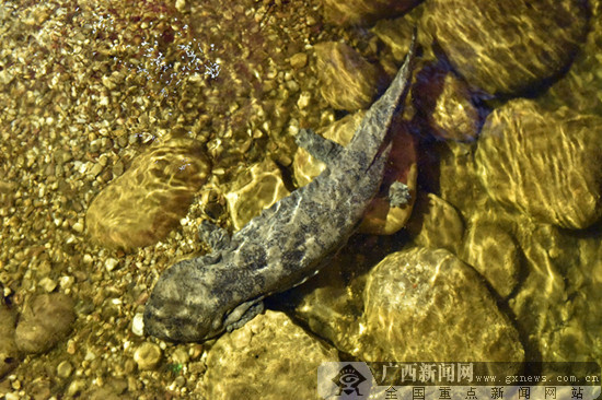 野生娃娃魚是國家幾級保護動物_野生娃娃魚多少斤_野生娃娃魚