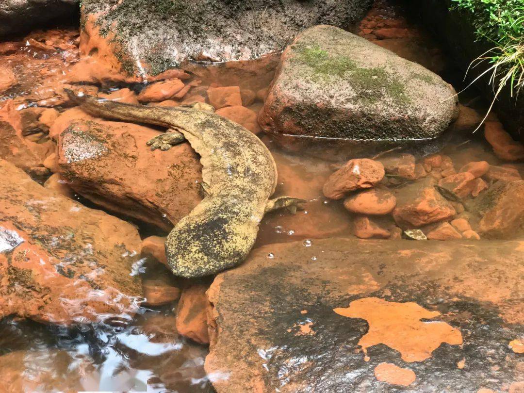 野生娃娃魚_野生娃娃魚多少斤_野生娃娃魚吃了判幾年