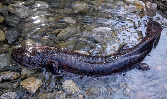 野生娃娃魚吃了判幾年_野生娃娃魚_野生娃娃魚多少斤