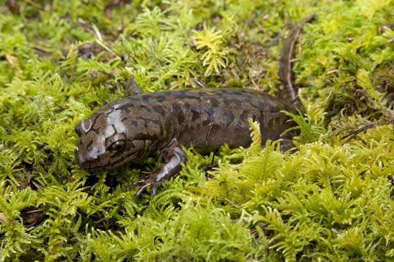 野生娃娃魚吃了判幾年_野生娃娃魚_野生娃娃魚多少斤