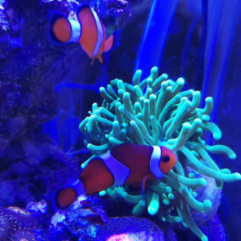 小丑魚好養嗎_想養小丑魚_養小丑魚麻煩嗎