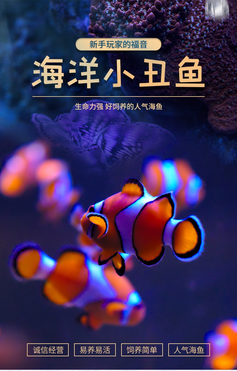 養小丑魚麻煩嗎_想養小丑魚_小丑魚好養嗎