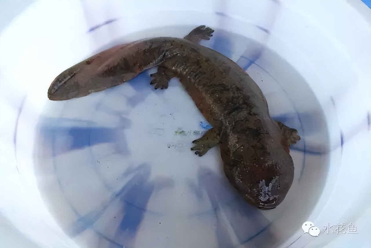 野生娃娃魚_野生娃娃魚屬于幾級保護動物_野生娃娃魚吃了判幾年