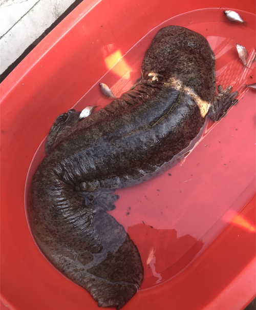野生娃娃魚是國家幾級保護動物_野生娃娃魚多少斤_野生娃娃魚