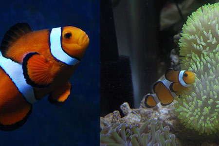 養小丑魚費錢嗎_小丑魚好養嗎_養小丑魚需要什么條件