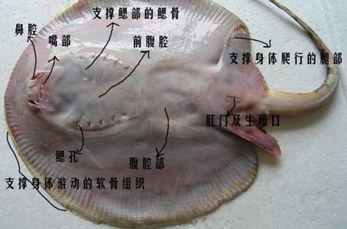 蝙蝠魚和鰩魚的差別_魟魚蝠鲼_鰩魚和蝠鲼的區別