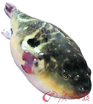 河豚產地_河豚主產區_河豚魚產地哪里的最好