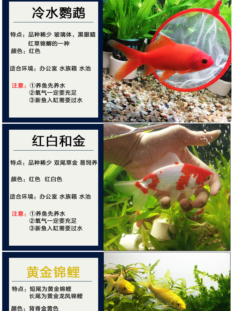 十大養不死的冷水魚_冷水魚經常死_死水養活魚