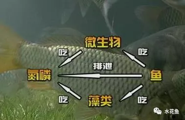 紅鸚鵡變黑了_鸚鵡紅變白是怎么了_紅鸚鵡變黑