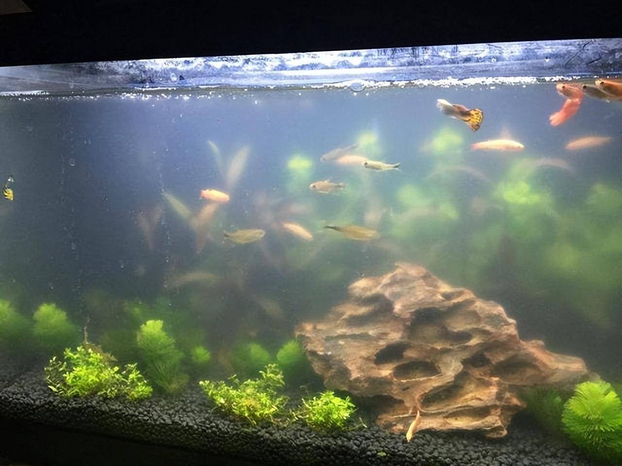 紅鸚鵡變黑了_紅鸚鵡變黑_鸚鵡紅變白是怎么了