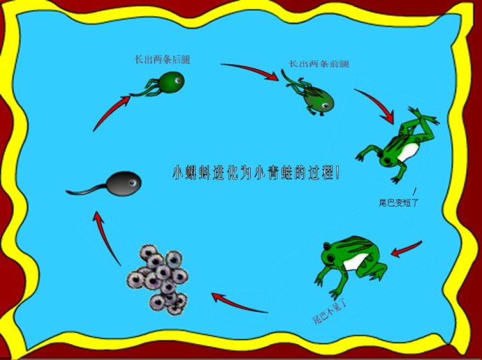蝌蚪動物世界_世界上最大的蝌蚪_蝌蚪國際