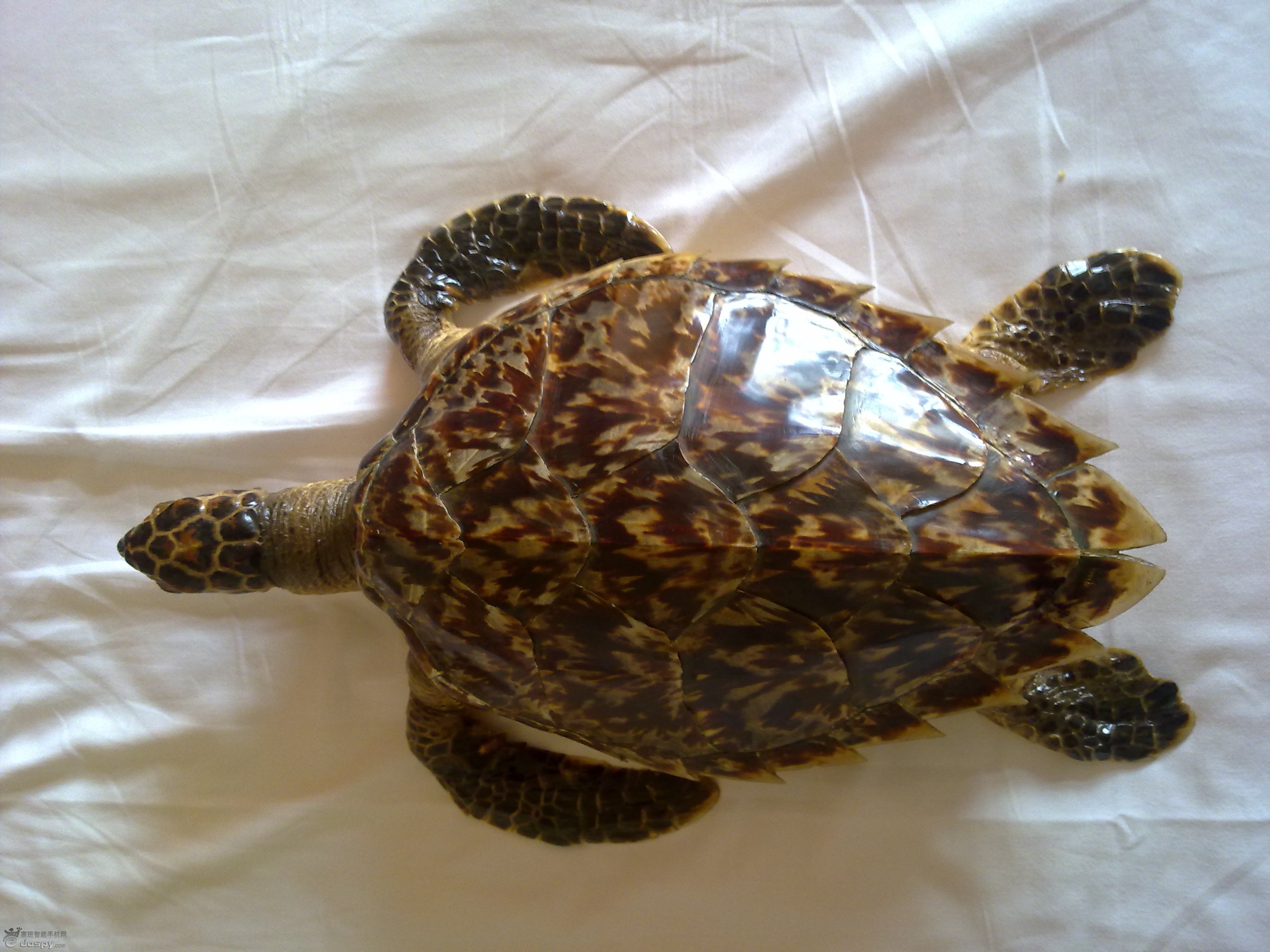 海龜玳瑁是保護動物嗎_玳瑁海龜_海南海龜玳瑁
