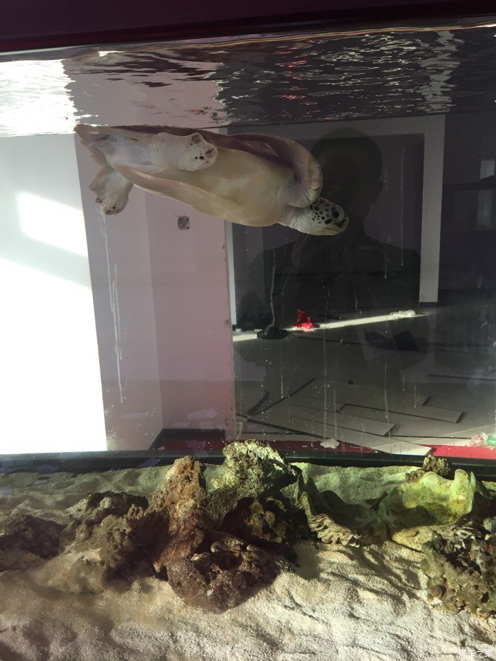海南海龜玳瑁_玳瑁海龜_海龜玳瑁是保護動物嗎