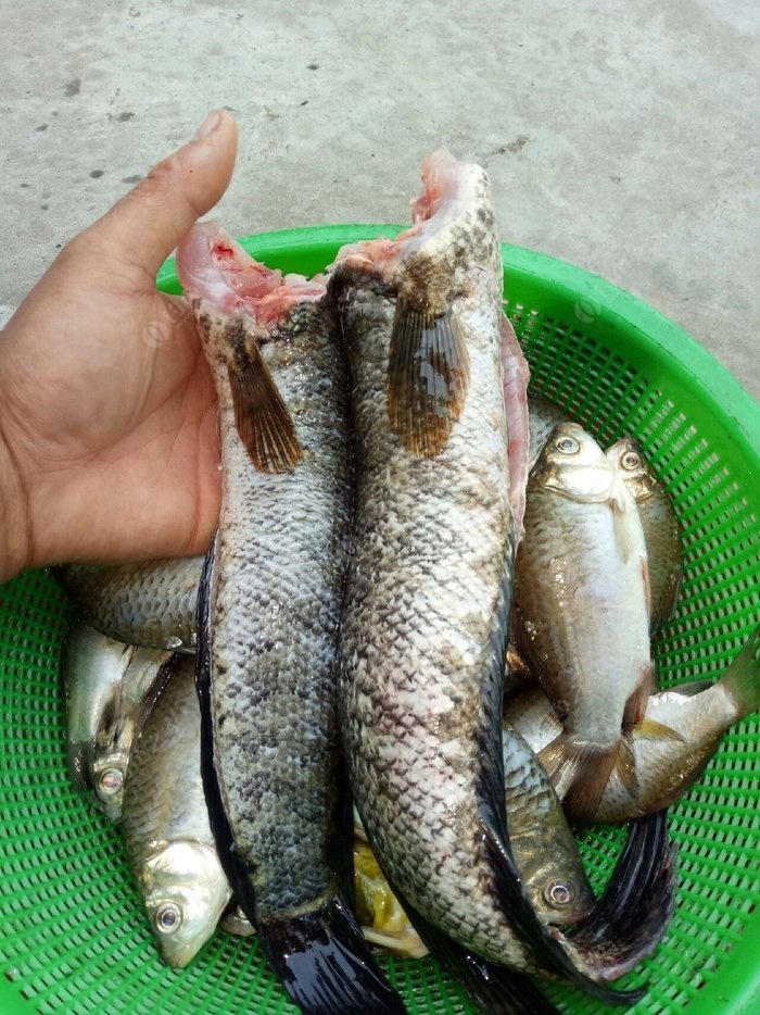 釣魚蚯蚓打窩用多大的鉤_釣魚蚯蚓打窩用幾號鉤_蚯蚓釣魚用什么打窩