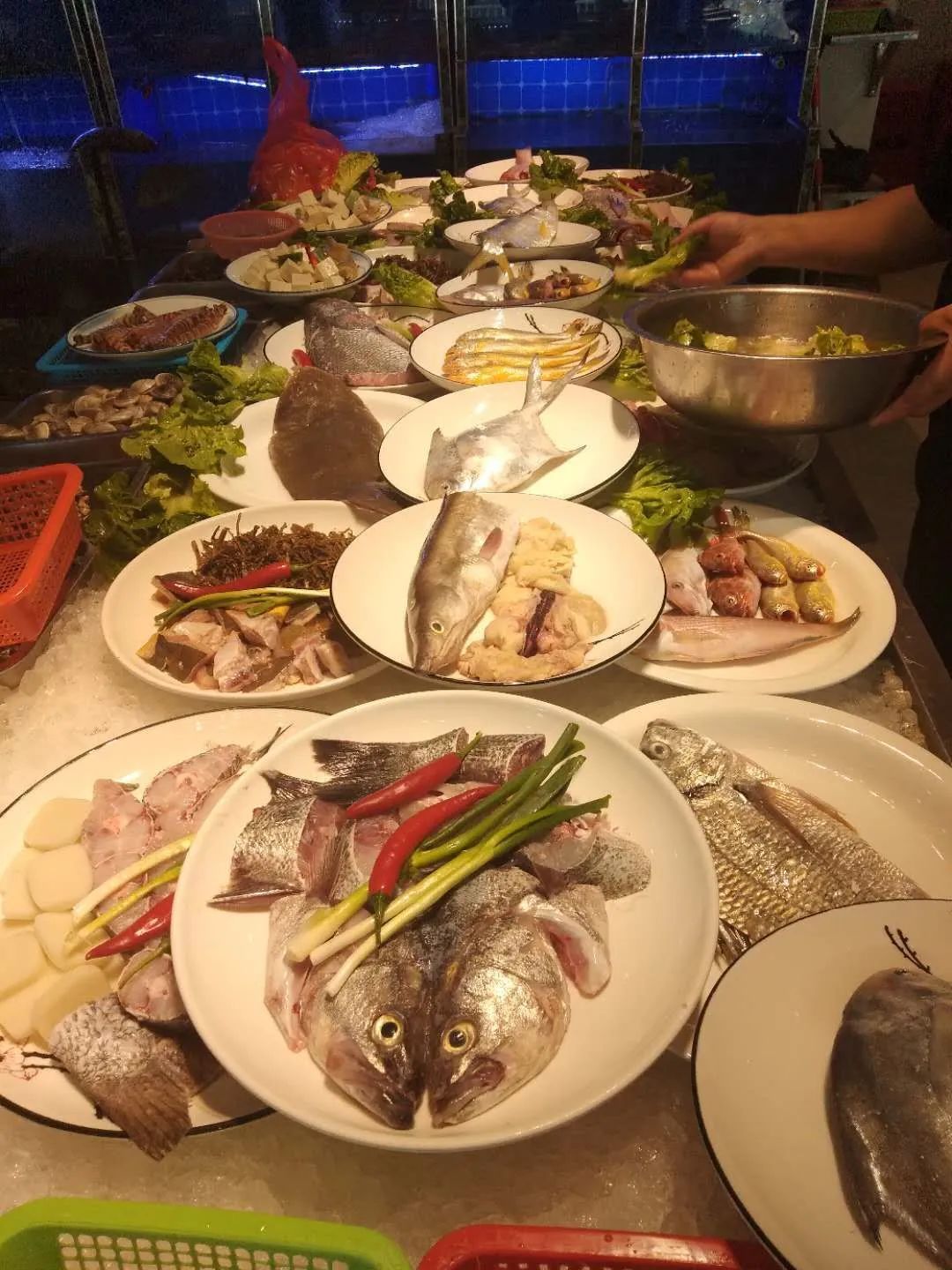 七星鰻魚功效與作用_七星鰻魚圖片_七星鰻魚