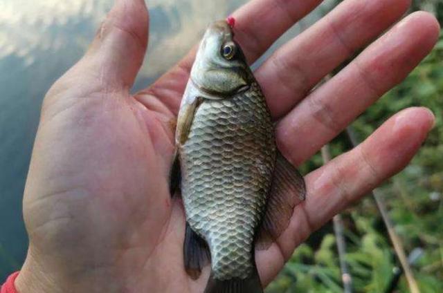 蚯蚓釣魚用什么打窩_釣魚蚯蚓打窩用多大的鉤_釣魚蚯蚓打窩用幾號鉤