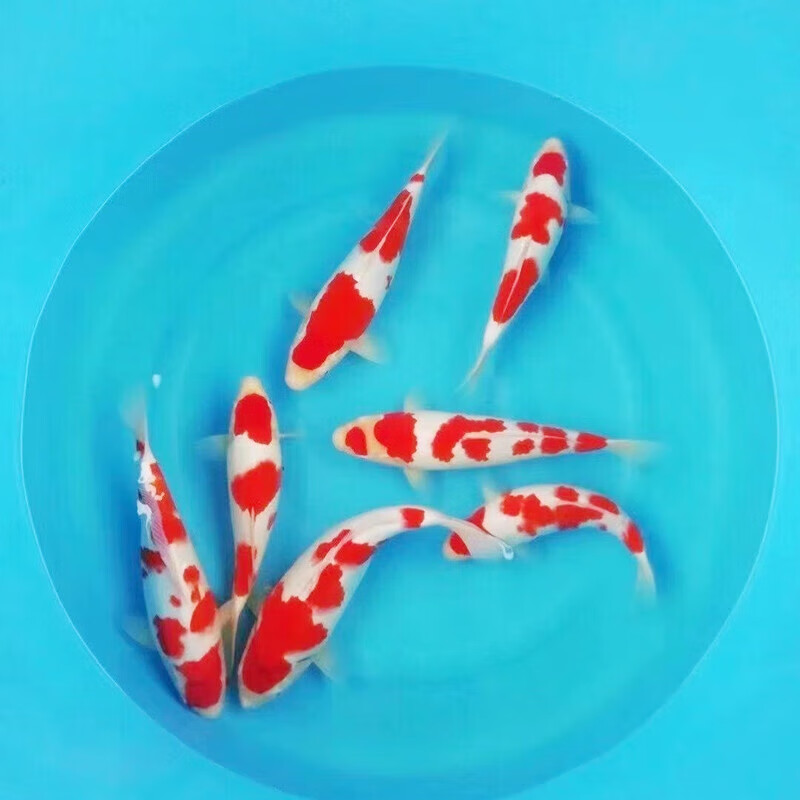 昭和三色錦鯉能長多大_昭和三色錦鯉魚_昭和三色錦鯉